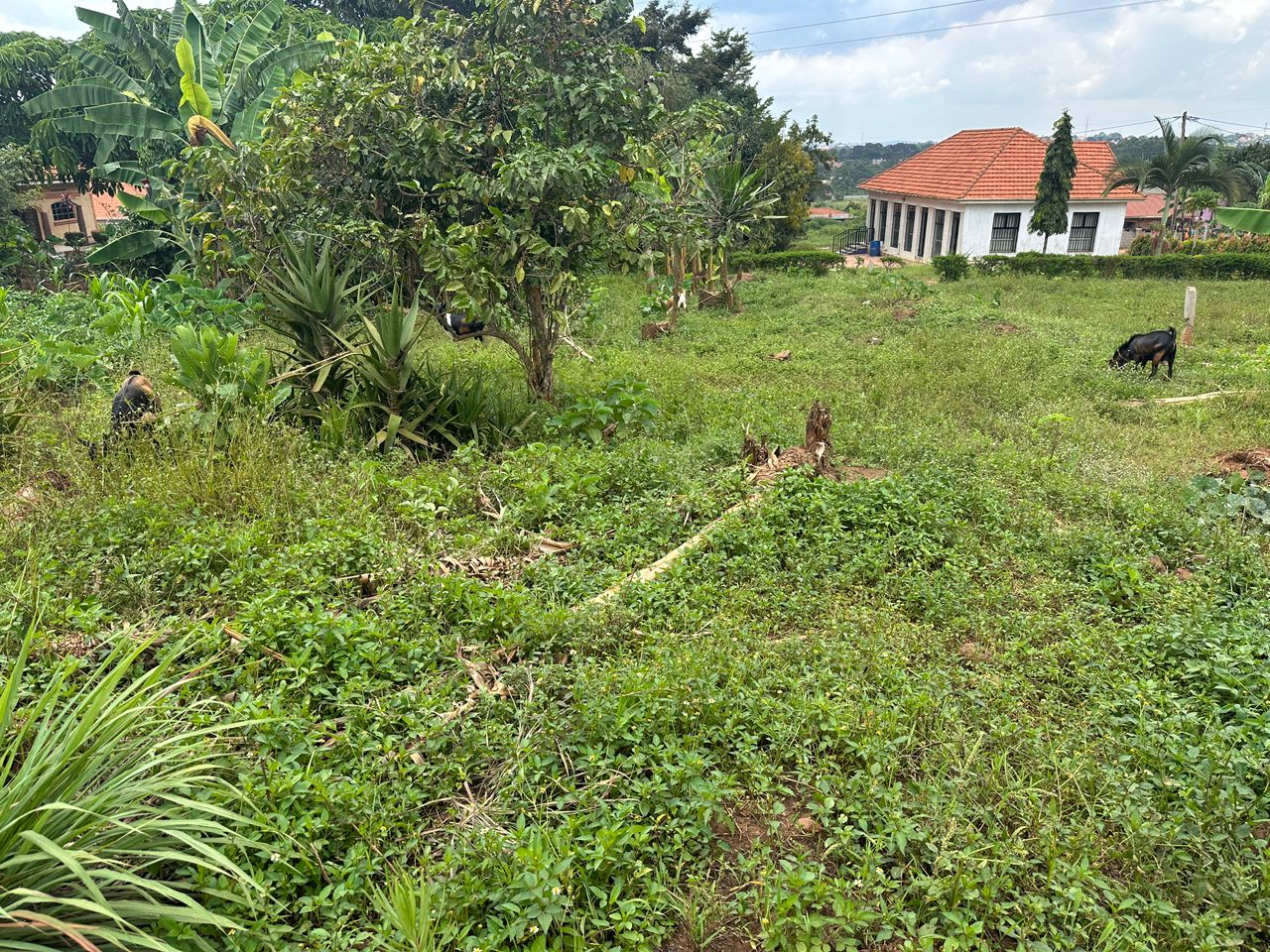 Kira Mulawa. SOLD — Affordable Land for Sale at Afredim Consults